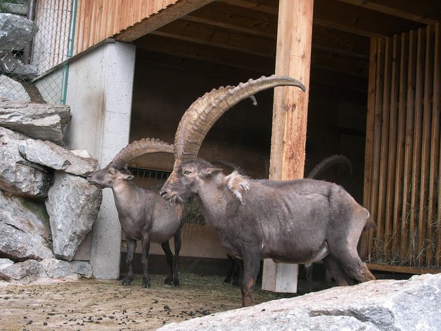 Die majestätischen Steinböcke.