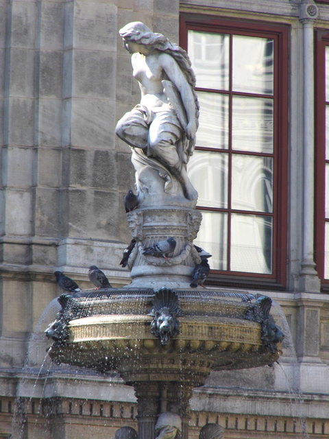 Tauben suchen Abkühlung im Brunnen bei der Wiener Staatsoper