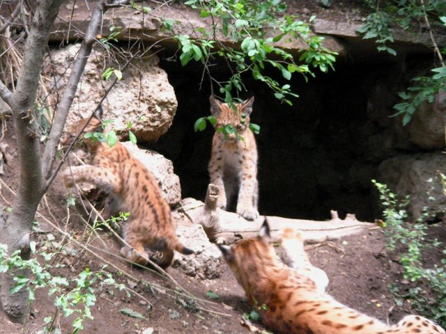 Alle 3 in Action!  *ggg*  Wir hätten ihnen stundenlang beim Spielen und Balgen zusehen können!