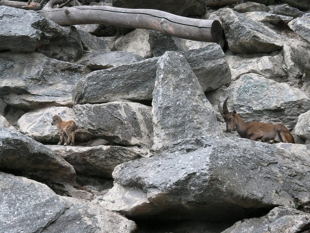 Das junge Kitz springt natürlich auch schon quicklebendig in den Felsen herum!