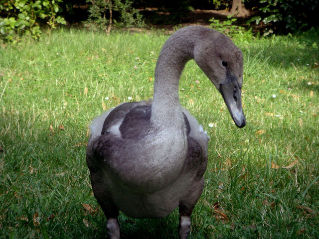 Schwedenplatz Park -die hässliche junge Entlein..