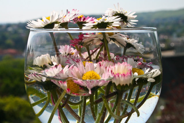 Gänseblümchen-Cocktail