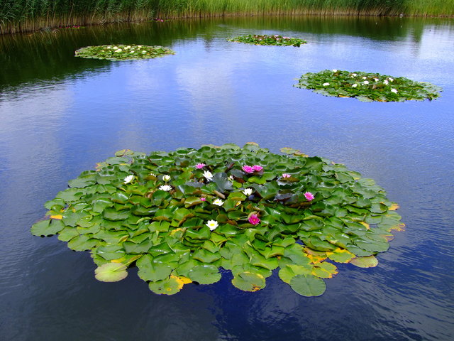 teich in den blumengärten hirschstetten