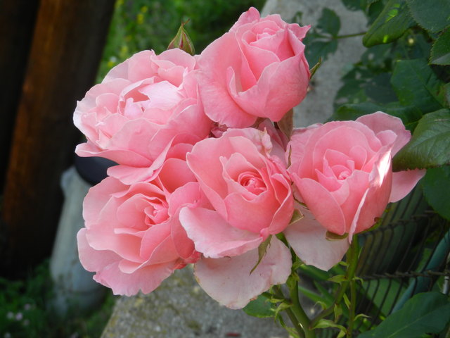 Der Rose süßer Duft genügt - man braucht sie nicht zu brechen - wer sich mit dem Duft begnügt, den werden sie auch nicht stechen.