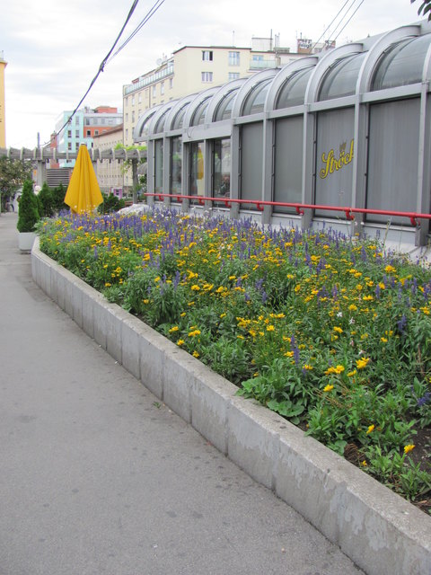 Blumenmeer am Reumannplatz