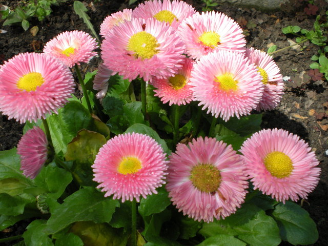 Es grünt so grün, wenn Wiens Blüten blühen.....