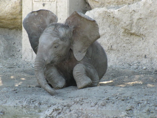 Kühlender " Gatsch "