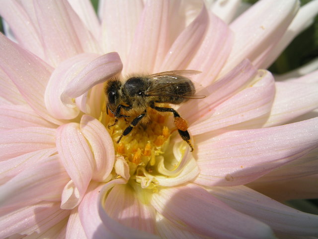 Sommer bei Fauna u. Flora