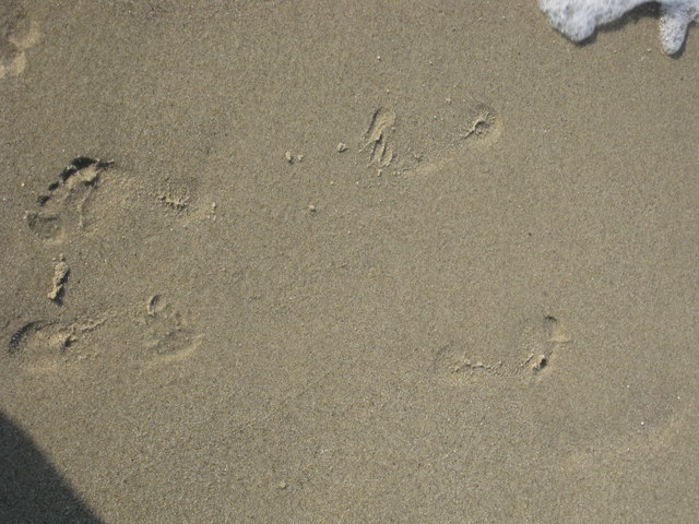 Wieviele Zehen sehen Sie hier?! ;-)