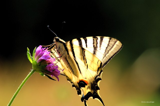 Schmetterling (botanischer Garten wien)