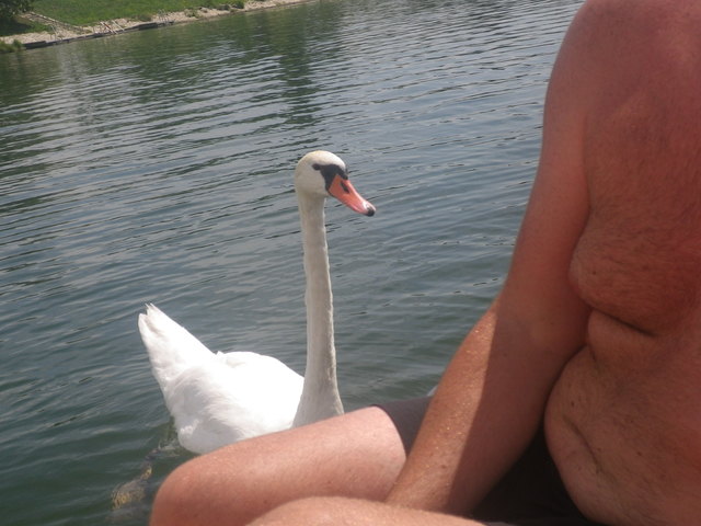 Oh ein Schwan begrüßt uns