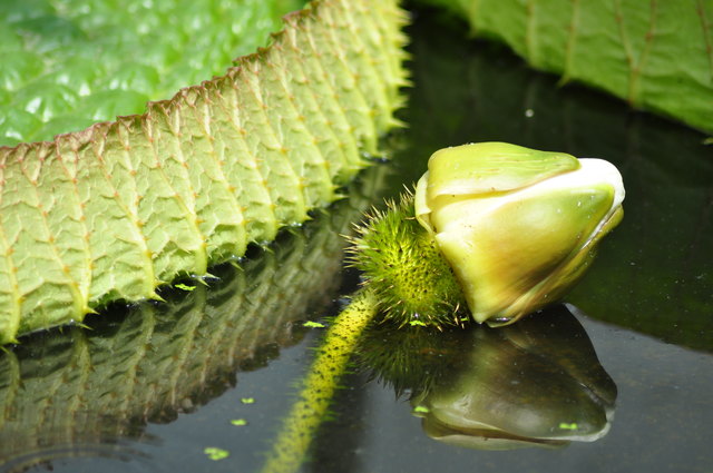 Botanischer Garten wien