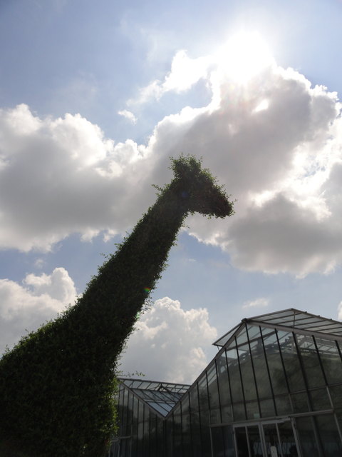 Giraffe in Hirschstetten!!