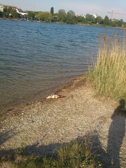An der schenen alten Donau, da sunnen si sugar die Fisch!