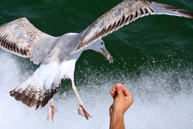 Möwenfütterung auf einem Bootsausflug nach Rimini - Italien