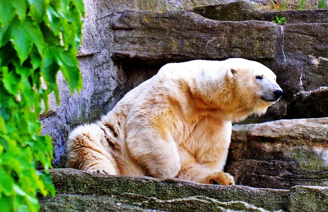 "Ich möchte ein Eisbär sein ..." (Schönbrunn)