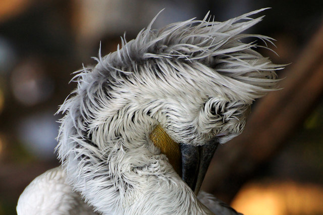 Das ist Sommer in Wien - Ein Besuch im Tiergarten Schönbrunn