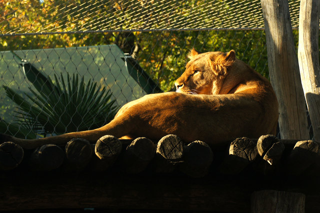 Das ist Sommer in Wien - Ein Besuch bei den Löwen im Tiergarten Schönbrunn