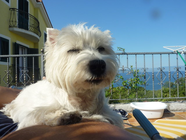 ein schattiger platz in njidvice-croatien