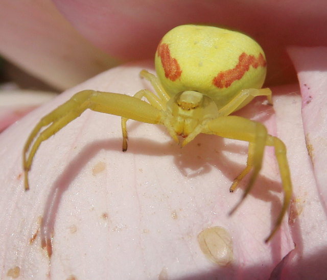 Auch spinnen lassen sich sonnen