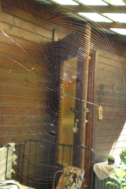 itzi bitzi spider in my garden