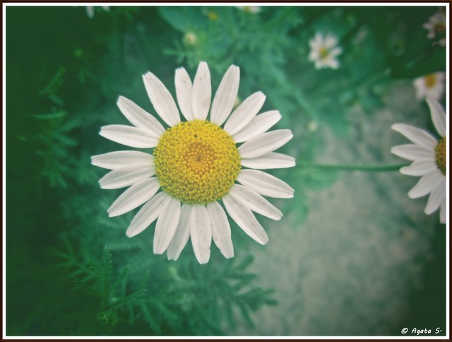 sommer sonne blumenschein