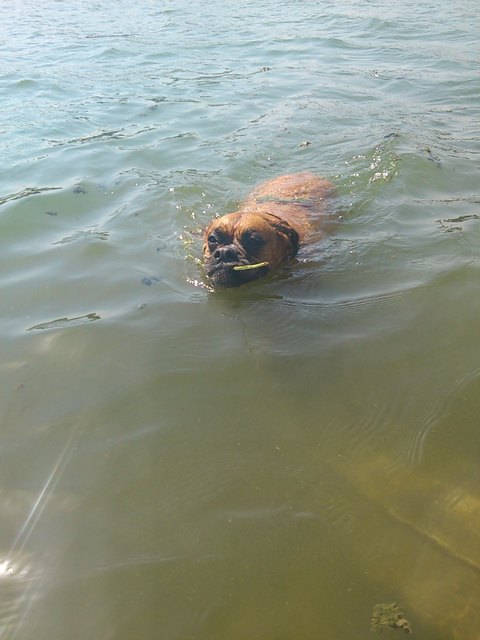 Bella-Lilli "raucht" Schilfröhrchen sogar im Wasser beim Schwimmen......; mit 9 Jahren darf man das wohl!