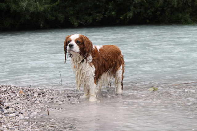 Frauchen,ich will noch nicht nach Hause !