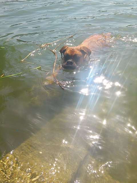 Boxermädchen Bella-Lilli muss im früheren Leben wohl ein Fisch gewesen sein!