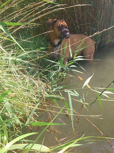 Bella-Lilli auf Entdeckungsreise, im Abenteuerdschungel auf der Donausinsel......