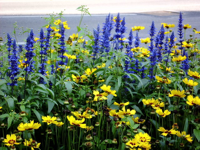 Sommerliches an Wiens Straßen - Dank dem Stadtgartenamt