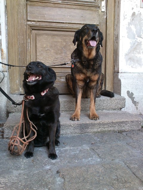 immer muss ich den Beißkorb tragen