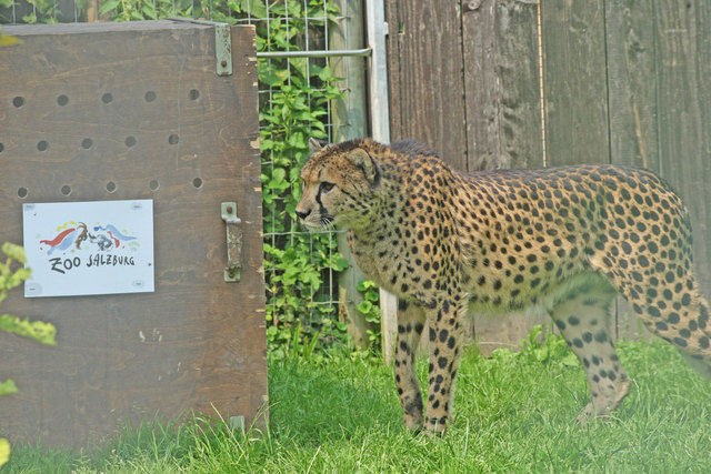 Ausbruchssicher: Skeptisch wagt Njika einen Schritt auf ihr Transportgemach zu. | Foto: Zoo Salzburg