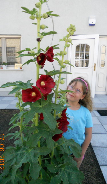 Die Stockrosen sind heuer unser ganzer Stolz!