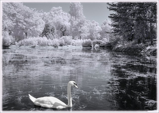 Wasserpark in Floridsdorf im Juli in Infrarot