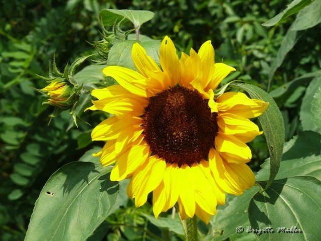 Sonnensymbol Schwechat