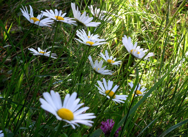 Margeriten