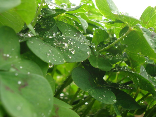 Nach dem Sommerregen