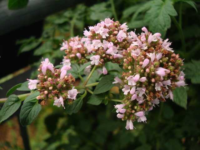 Blühender Oregano in meinem Balkonkistl