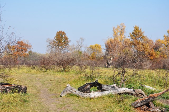 durch die Obere Lobau