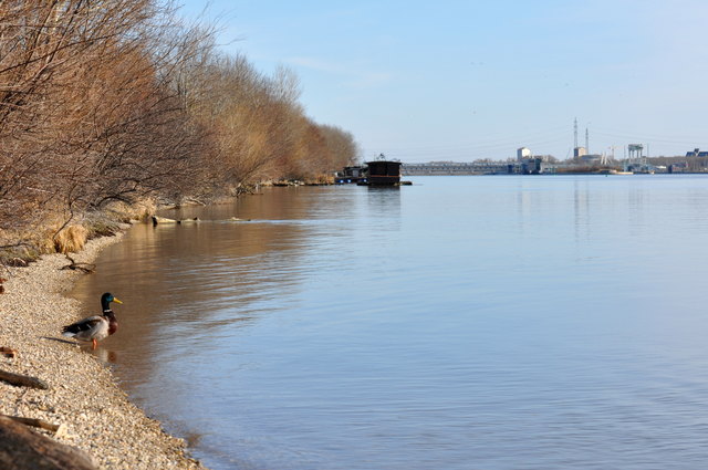 Donau in Wien