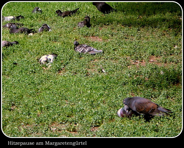 Hitzepause am Margaretengürtel   Sommer 2012