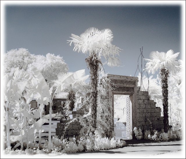 Sommertraum in Wien -  Blumengärten Hirschstetten in Infrarot