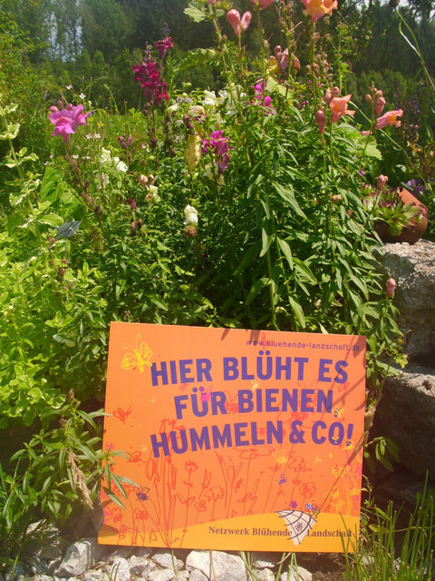 Die Bio-Heu-Region sucht und prämiert die schönsten Blumenfotos.