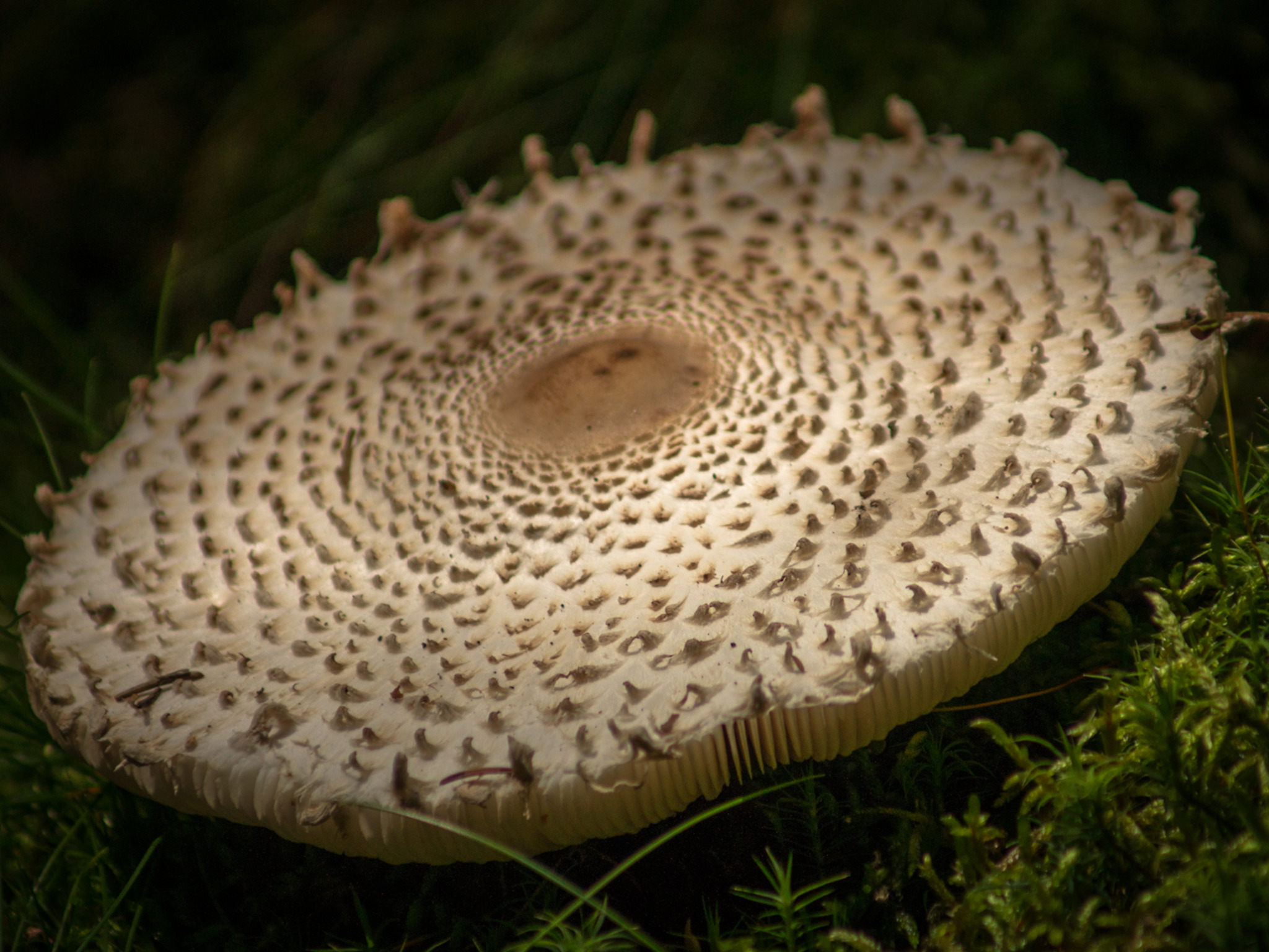Parasolpilz (Macrolepiota procera) - Westliches Mittelgebirge