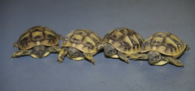 Foto: Tiergarten Walding