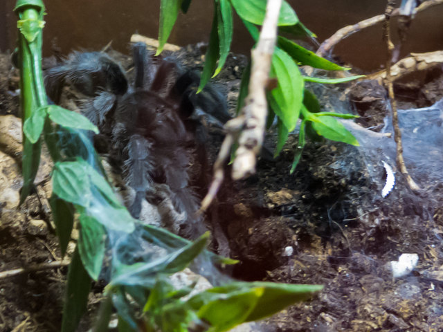 "INSECTOPHOPIE" - Spinnenausstellung - Kufstein