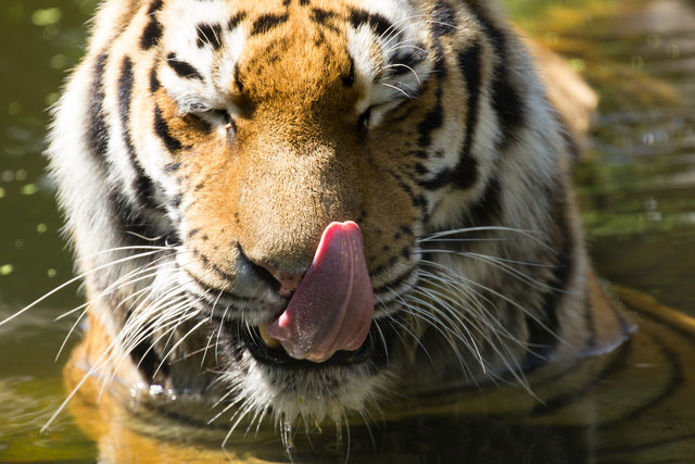 Abkühlung im Tiergarten Schönbrunn
