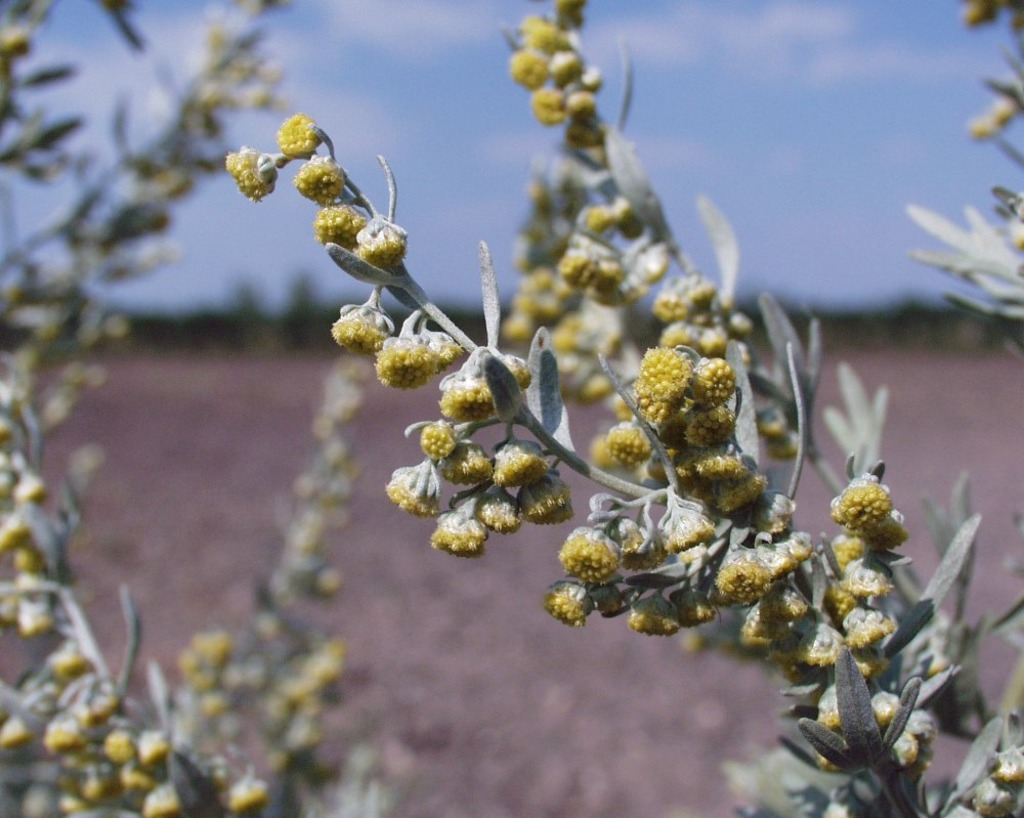 Die Letzten Pollen Sind Im Anmarsch Blute Von Beifuss Und Ragweed