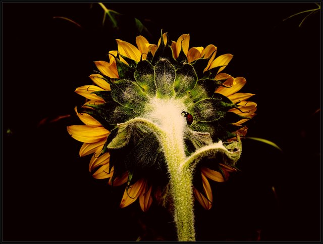 sommer einmal anders